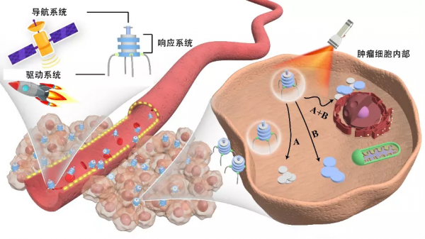 比“蟻人”還小的奈米機器人，正走在抗腫瘤的路上