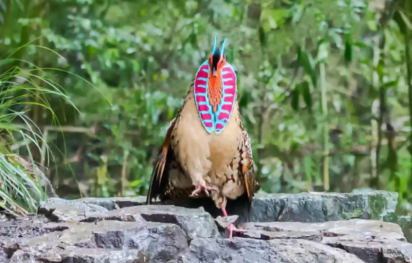 瀕臨滅絕的鳥類有多漂亮？黑頭角雉和黑鸛告訴你，什麼才是氣質