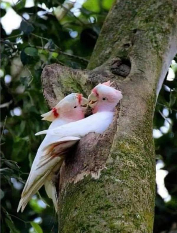 呆萌呆萌的小動物