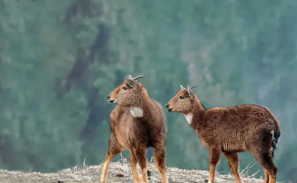 林草科普|森林裡也有運動健將