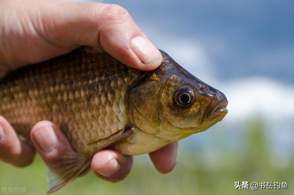 從開放垂釣到禁釣僅一週，塘主被熟餌釣怕了！釣友：這餌料屬實牛