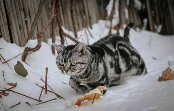 小貓咪會不會怕踩疼了雪呢? 小貓咪會不會怕踩疼了雪呢?