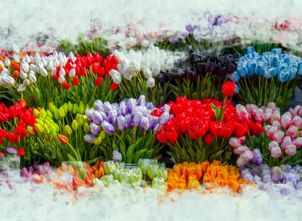 為鮮花保“價”護航，中國太平助力雲南打造特色產業