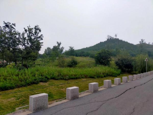 打卡網紅地 觀賞粉黛子