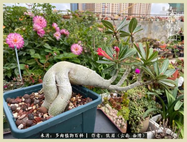 正是花好月圓時，再訪楊姐的屋頂花園