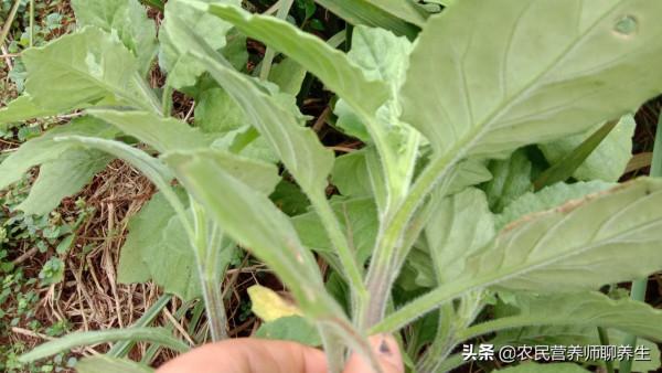 為什麼叫“神仙菜”,有啥妙用,搗爛敷厲害,很實用 為什麼叫“神仙菜”,有啥妙用,搗爛敷厲害,很實用