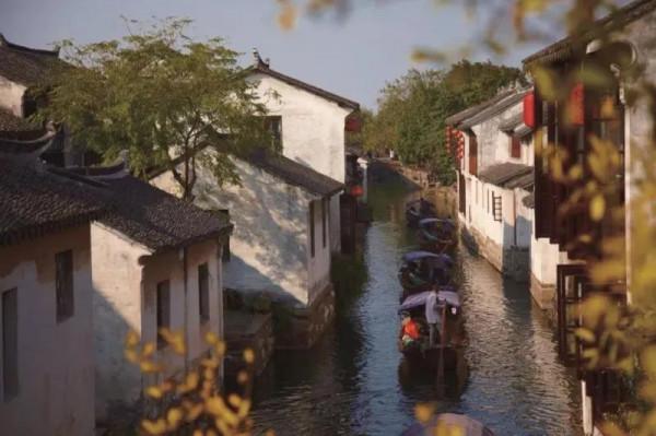 千萬別與秋天的姑蘇比美!楓葉漫山,銀杏紛飛,一步一景美成了詩 千萬別與秋天的姑蘇比美!楓葉漫山,銀杏紛飛,一步一景美成了詩