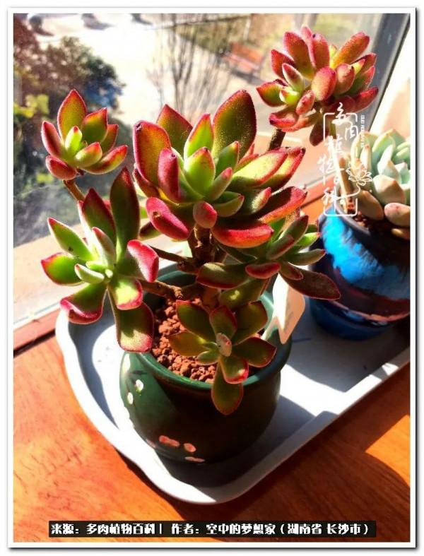 北陽臺黨，也有個多肉花園夢