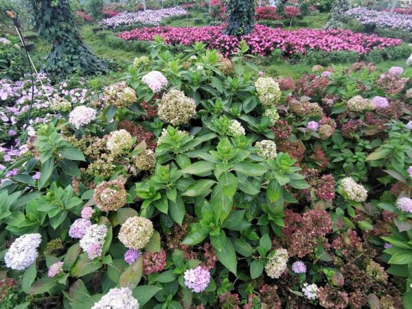 拍照勝地—拉市海湖濱公園（阿鄉哥）