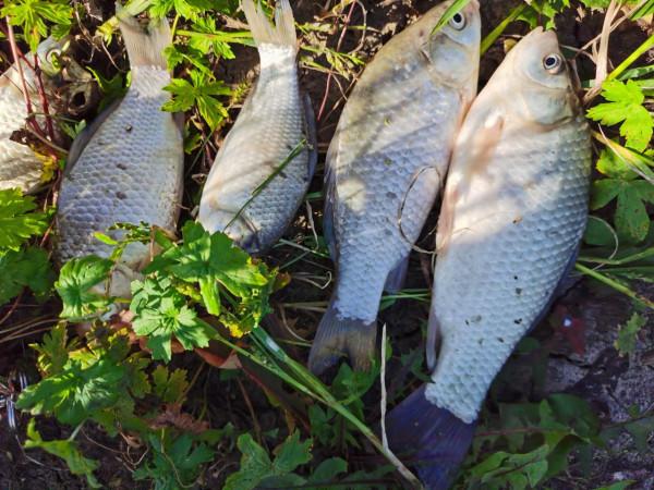 我本來想著搶在洪峰前釣釣魚，沒成想差點沒走出來……