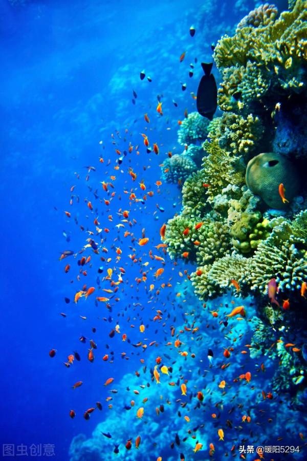 美麗的海底，難得一見的珊瑚王國