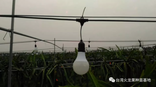 火龍果補光燈反季節增產原理