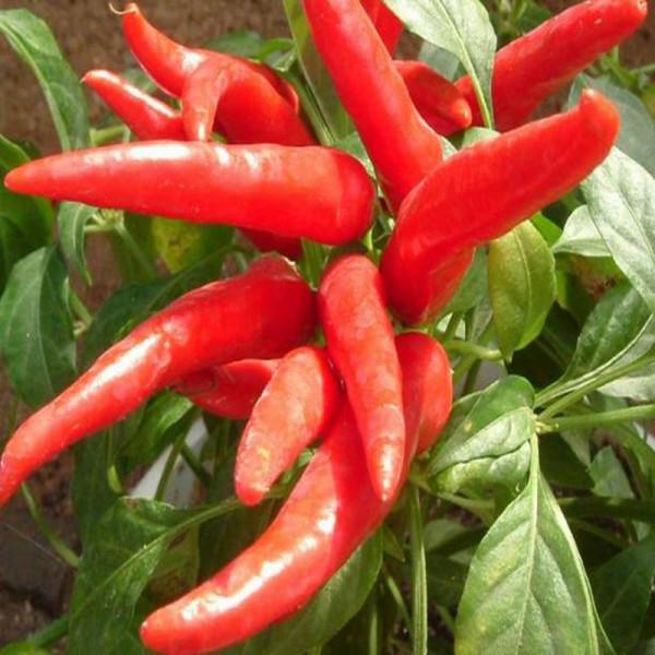 同樂16朝天椒簇生小米椒指天椒高產辣椒種子 同樂16朝天椒簇生小米椒指天椒高產辣椒種子
