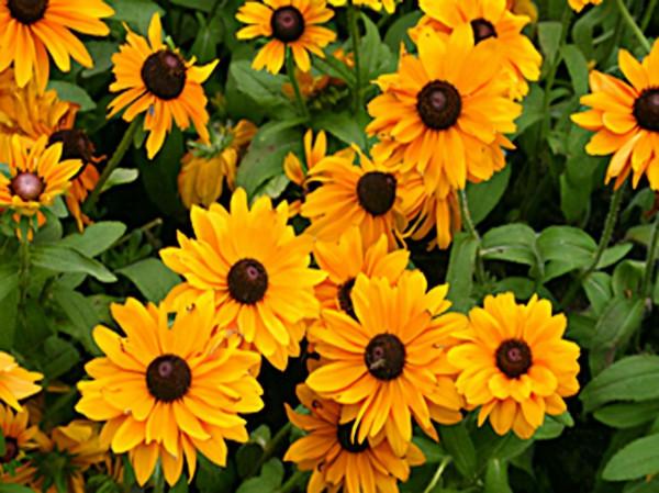 100種常見花卉的播種栽培大全,送給愛養花的你 100種常見花卉的播種栽培大全,送給愛養花的你