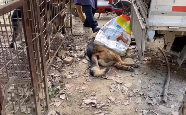 狗市裡的成年犬有多慘？德牧悶死隨意丟，臨了套上麻袋不知帶去哪