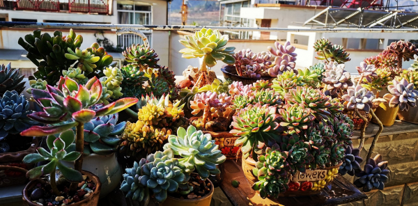 冬季養多肉,“最佳化”這4個細節,盆栽才不會出問題 冬季養多肉,“最佳化”這4個細節,盆栽才不會出問題