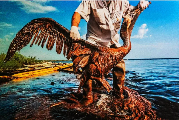 生機勃勃的地球：每一個生命都同等燦爛