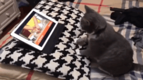 40張奇特而有趣的貓照片，看了讓人心情愉快