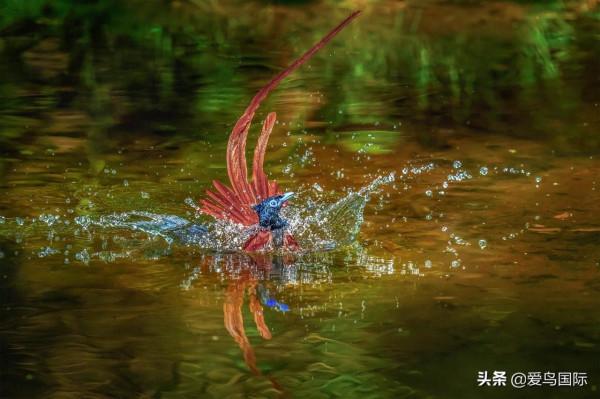 旗艦超越期待，春曉索尼Alpha 1試用體驗