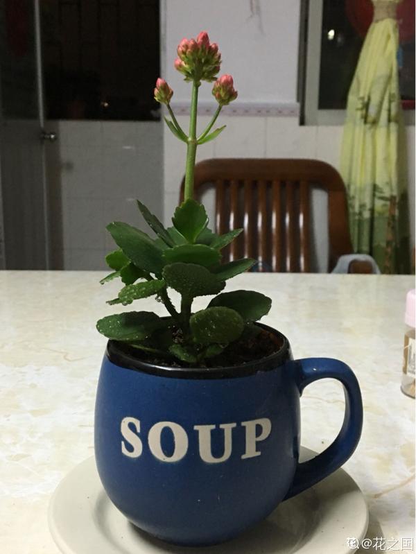 誰說養花只能用花盆！水壺易拉罐都是寶，能插葉子就能養花