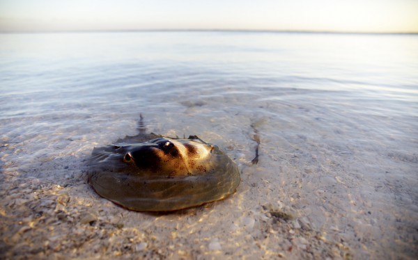 為生物實驗做出大貢獻的小動物（一）——鱟