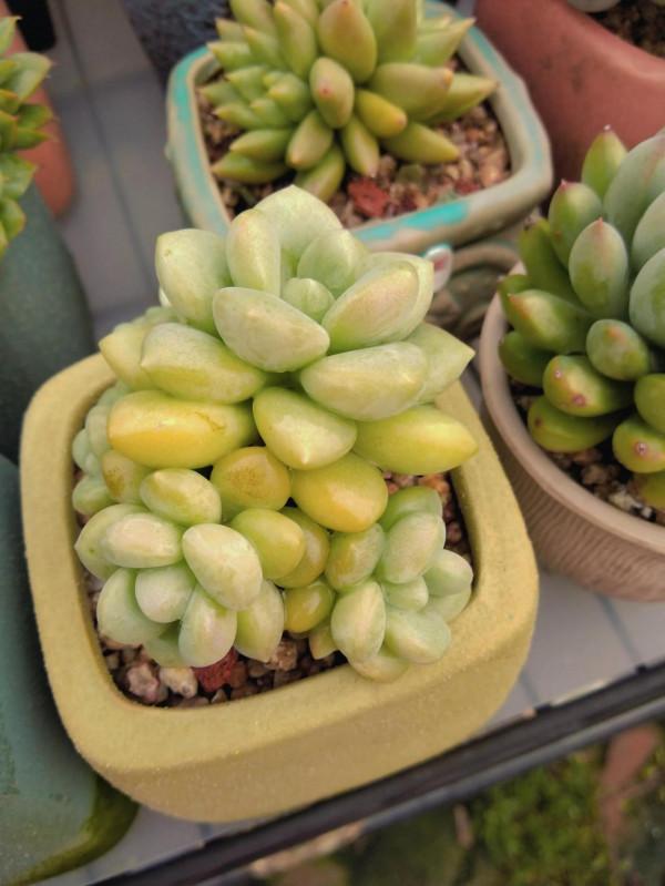 對比照記錄多肉驚豔變化，想要多肉變美，做到這幾步，千萬別忽視