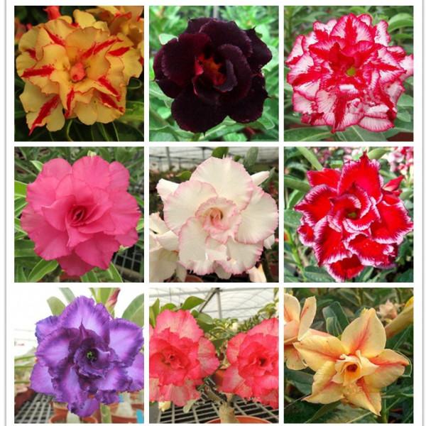 “懶人”就養這10種花,一個月不澆水也死不了,盆土越幹越易開花 “懶人”就養這10種花,一個月不澆水也死不了,盆土越幹越易開花