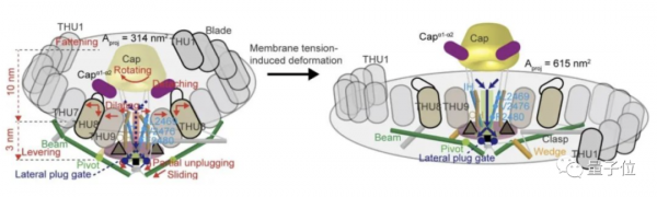 觸覺是怎麼產生的？清華大學破解諾獎成果未解之謎，登上Nature