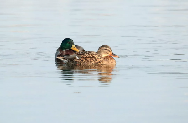 嘎嘎~走！去菁蓉湖看元氣滿滿鴨