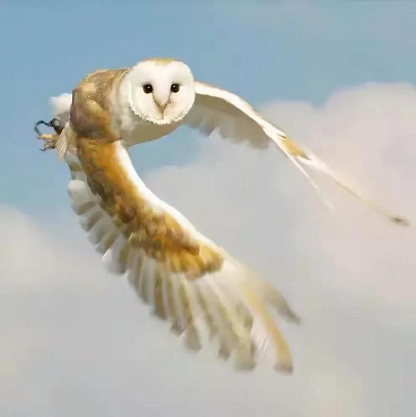 幾十年罕見的鳥，認識兩種算你牛.