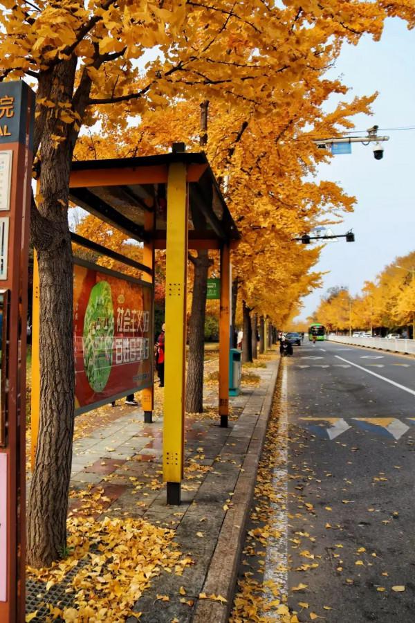 秦皇島北戴河秋天的美景