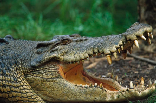 二戰離奇事件:上千名日軍被困孤島,未發生戰爭卻死傷殆盡 二戰離奇事件:上千名日軍被困孤島,未發生戰爭卻死傷殆盡