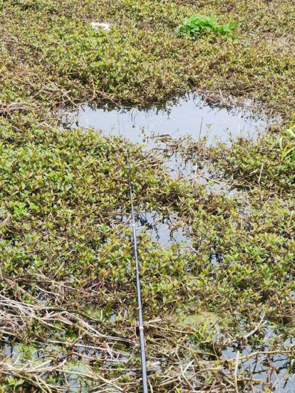 黃花錦簇白馬湖