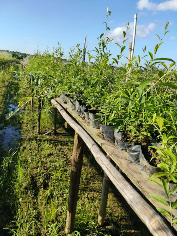 學會搭配這8種園藝植物，讓你的花園收穫一個有趣的靈魂