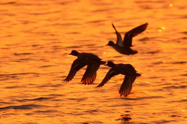 鴨群、晚霞……墨水河溼地：人間值得！