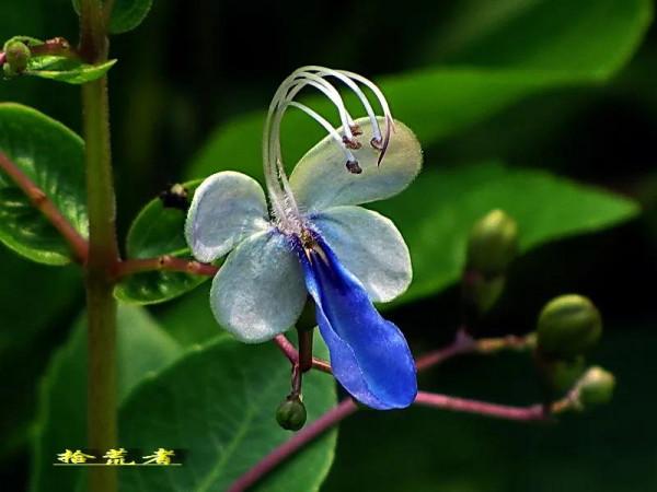 藍蝴蝶，花姿優雅，似群蝶飛舞