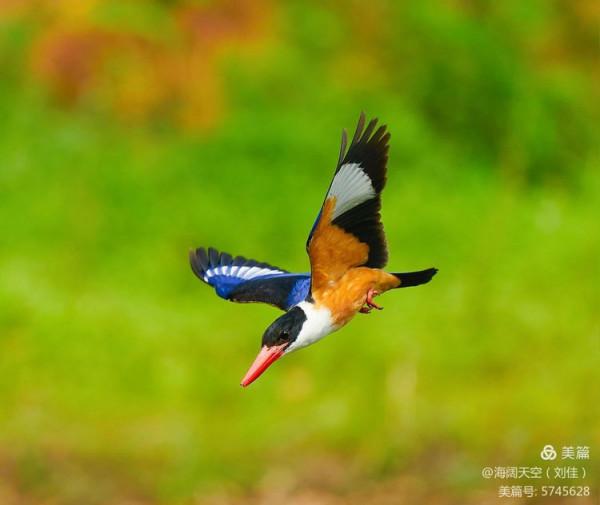 自然界中最美的鳥兒之一藍翡翠