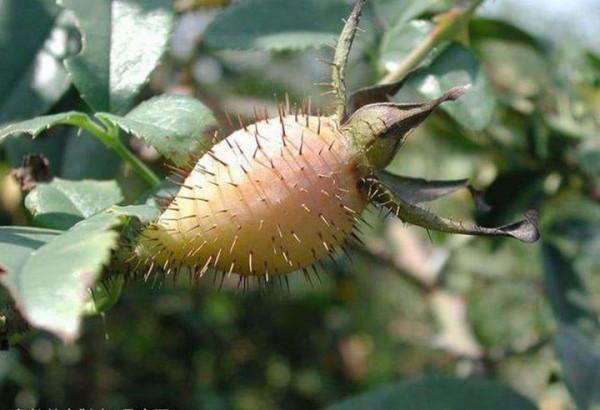 耳機玄學：女毒動態瞬態結像聲場音染煲機松香味到底是什麼意思？