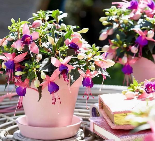 16種耐陰花，就算陽光不足，也能年年生長、開花