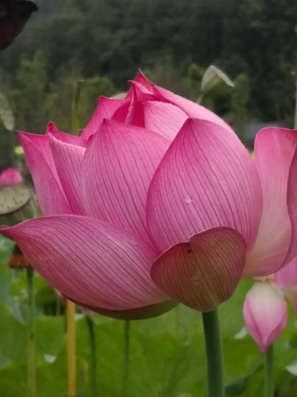 《道德經》：侯王若能守之，萬物將自化，化而勿作