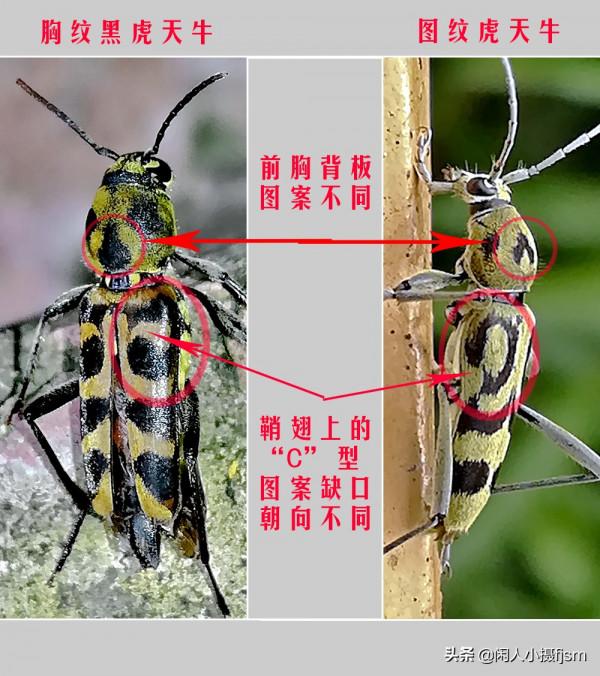 手機昆蟲攝影:天牛,拍攝技巧分享,你見過這幾種天牛嗎? 手機昆蟲攝影:天牛,拍攝技巧分享,你見過這幾種天牛嗎?