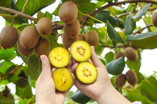 獼猴桃軟了就爛，2年沒買到過好吃的獼猴桃？催熟也要有妙招