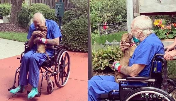 獨居老人突然中風,吉娃娃模仿倒下動作,竟救了他一命... 獨居老人突然中風,吉娃娃模仿倒下動作,竟救了他一命...