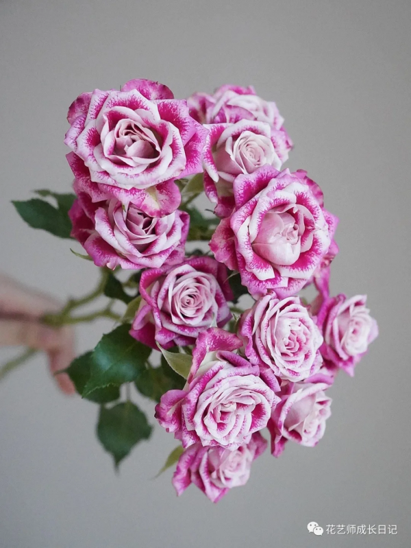 100朵玫瑰vol.25 | 油畫風玫瑰flinders lane,被油彩浸染的復古玫瑰 100朵玫瑰vol.25 | 油畫風玫瑰flinders lane,被油彩浸染的復古玫瑰