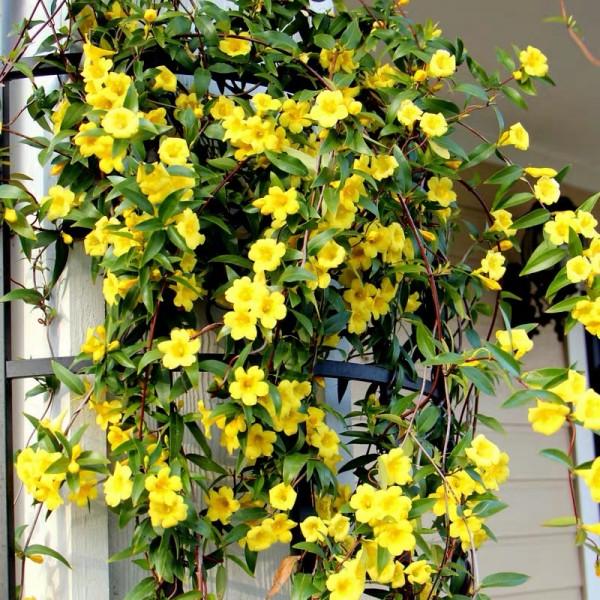 六種漂亮花，越“冷”越開花，吉祥又大氣，建議養一盆