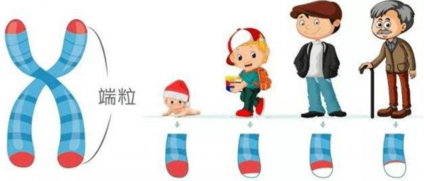 生物進化普遍選擇的是衰老，而不是永生，這究竟是為什麼？