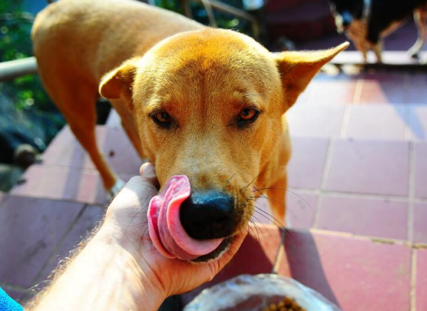 懂事的狗狗，都有這些特徵，你家狗有嗎？