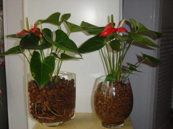 紅掌水培總是爛根嗎？這樣做告別爛根