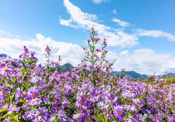 昌平千畝花海，美出畫！還等啥，快來成為“畫中人”！