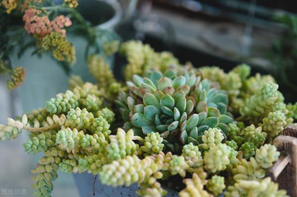 買花切忌跟風,適合自己的植物,才是最好的 買花切忌跟風,適合自己的植物,才是最好的